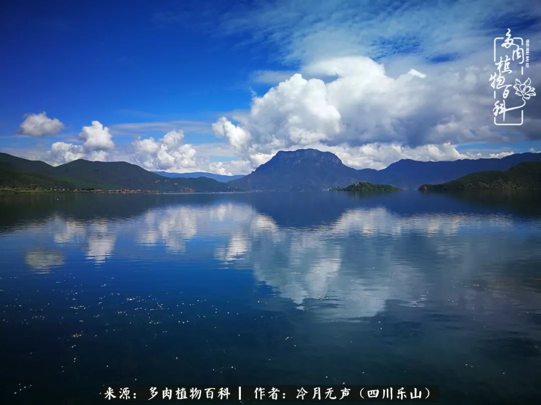 时光见证多肉故事,关于多肉的故事