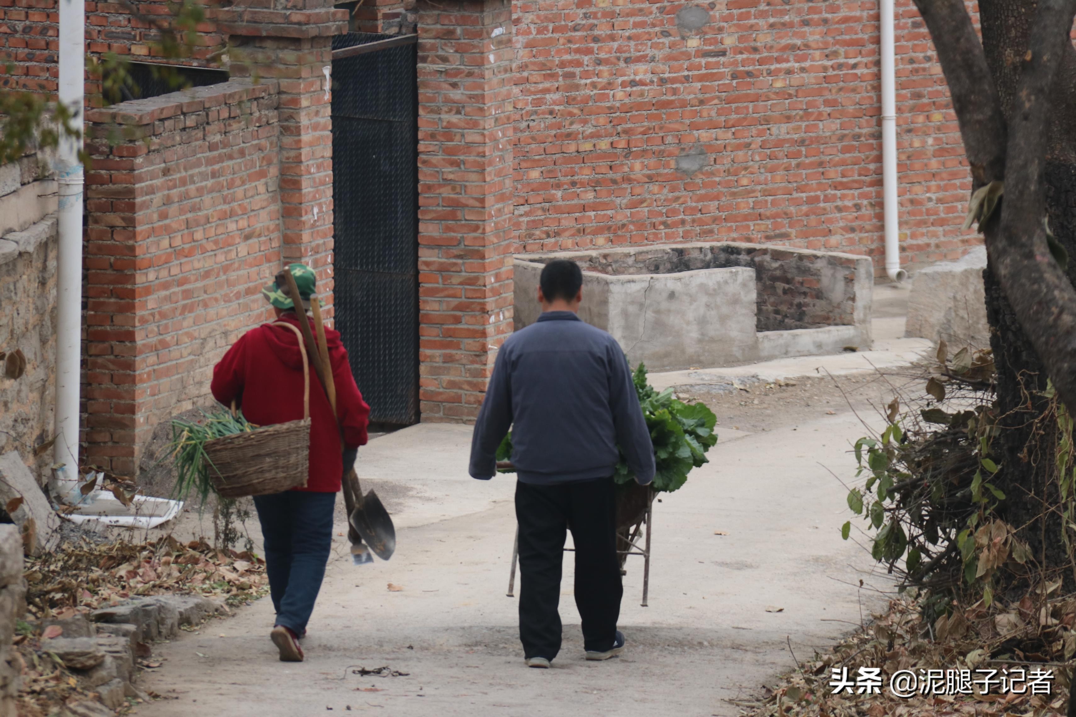 深山老屋无人采摘柿子,柿子红透了却无人采摘