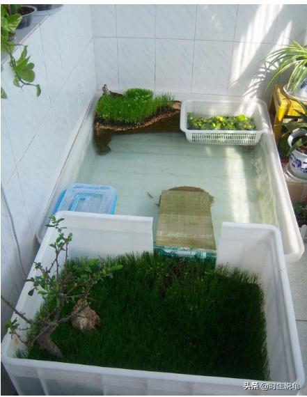 怎么才把龟养好,怎么养龟让龟不怕你