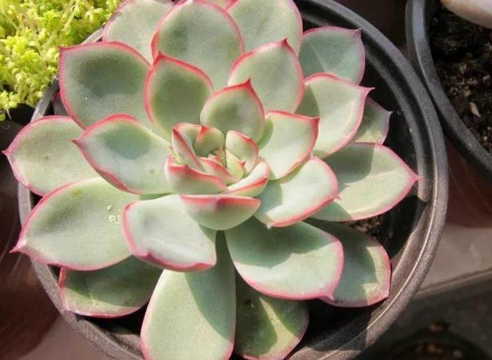 多肉变瘦怎么回事,多肉换了颗粒土怎么都变瘦了