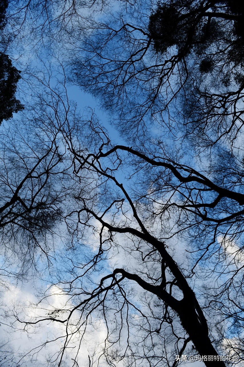 萁田森林公园和大阪的省钱之旅|行摄日本