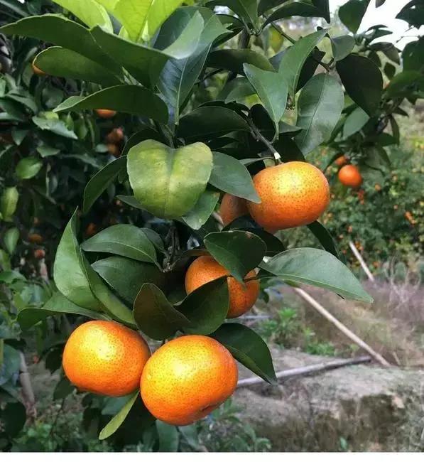 贡柑柑橘,柑橘沃柑和脐橙的区别