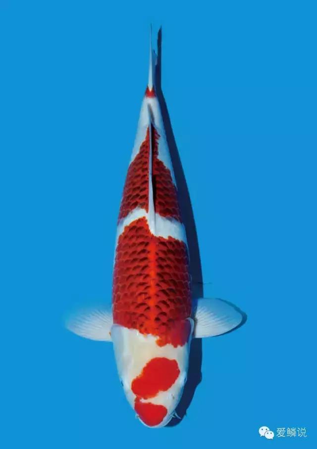 衣服的前世今生,衣字的前世今生