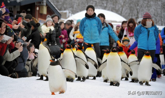 冬季去北海道旭山动物园游玩攻略，这家动物园还能看到企鹅巡游哦