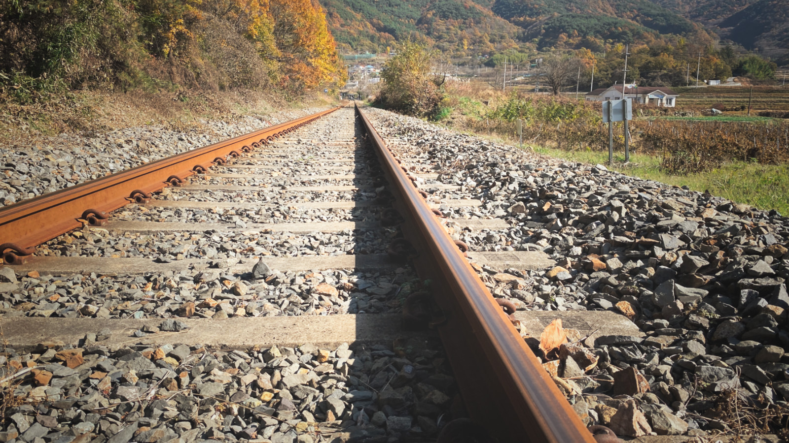 挖人参、做丹药、住转运古宅，想不到的韩国深山秘境游