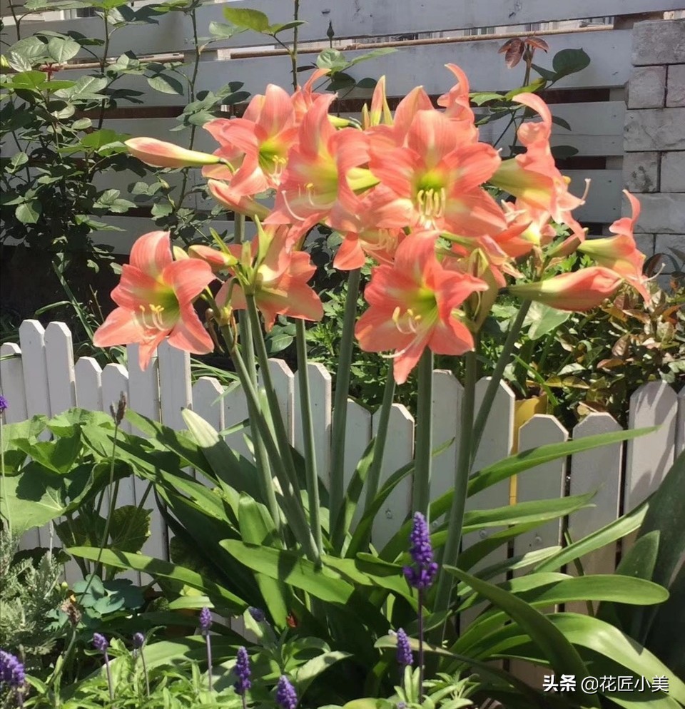 朱顶红花种球的种植方法,朱顶红花谢后种球怎么处理