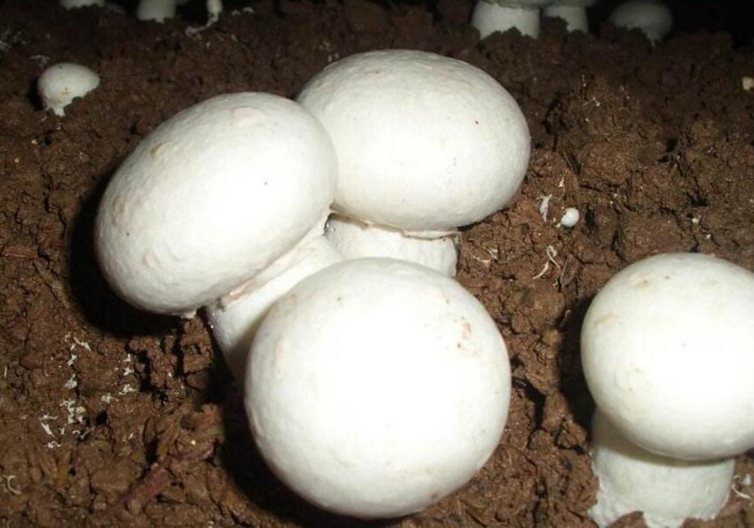 双孢菇培养料的发酵技术,工厂化种植双孢菇管理办法