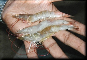 对虾白斑病对罗氏沼虾有影响吗,对虾白斑病来袭养殖户该如何预防