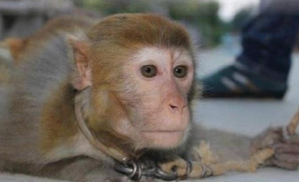 被铁链拴住的一生,被铁链绑住全身后逃脱