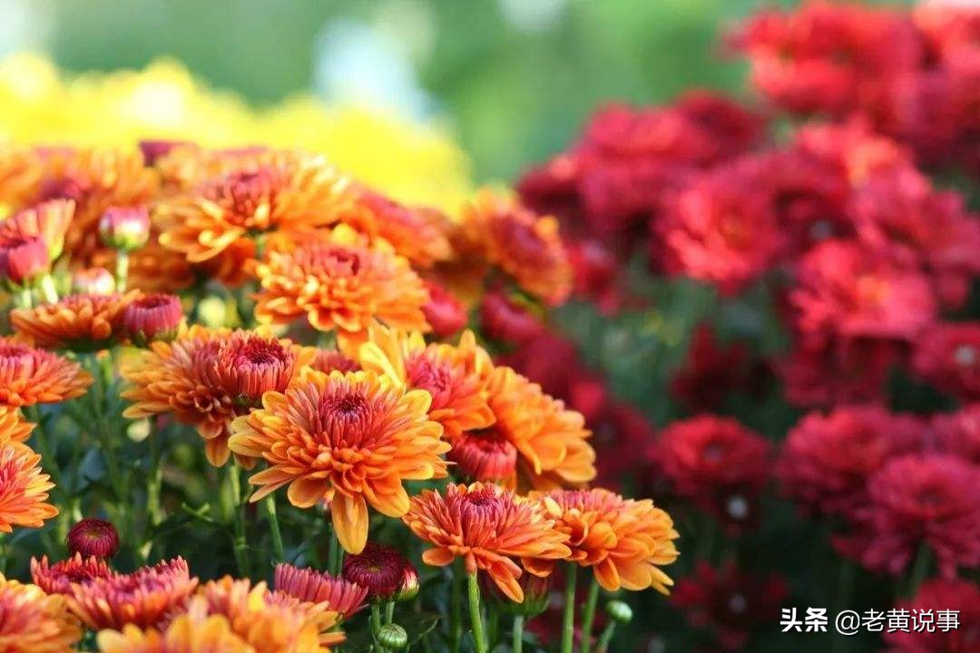 到底是昨日黄花还是明日黄花,明日黄花和昨日黄花是什么意思