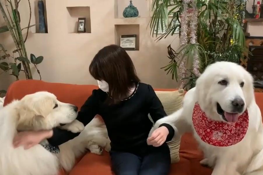 大白熊犬撒娇视频,150多斤的大白熊犬