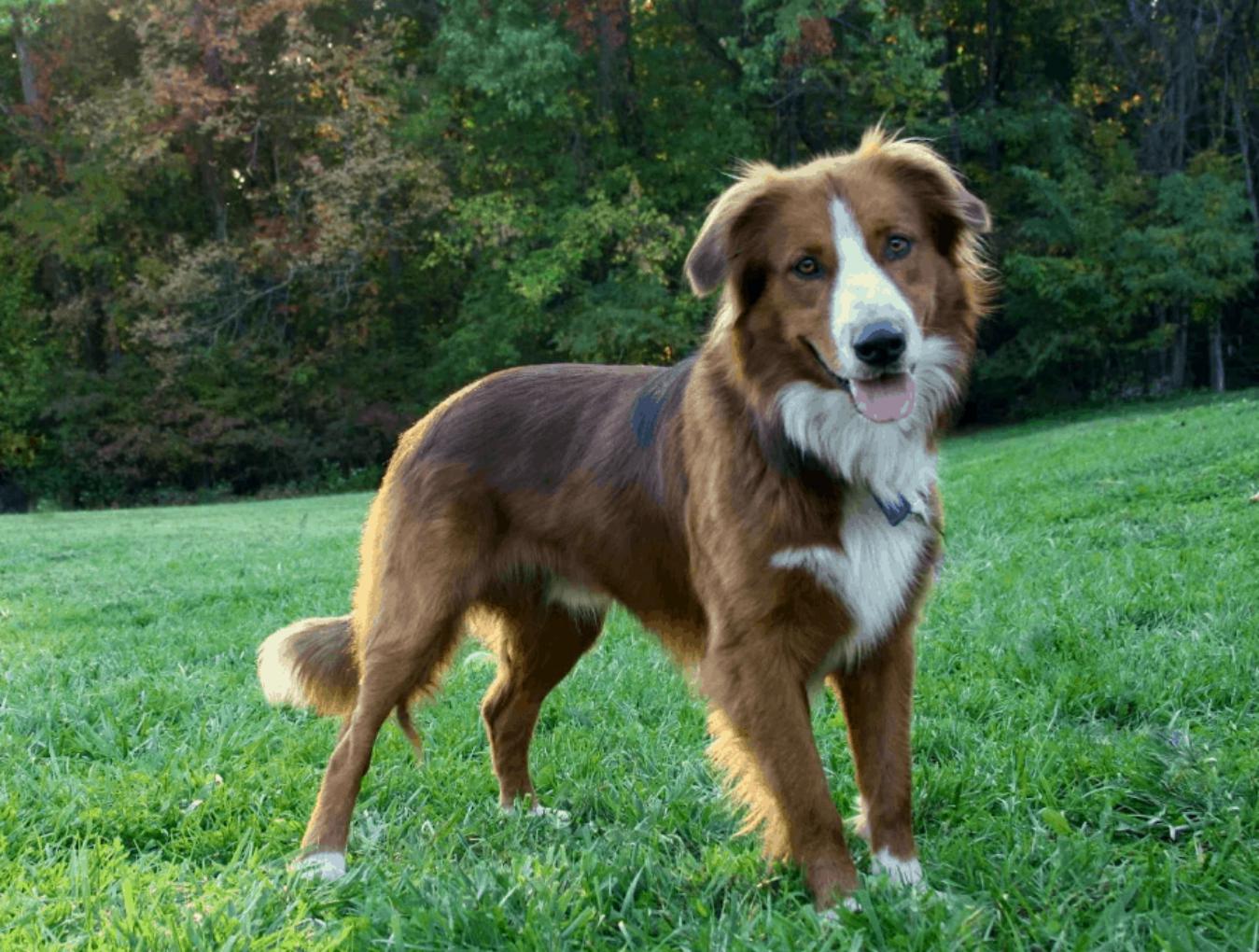 世界上十种最小的犬科动物,世界上最厉害的牧羊犬排名