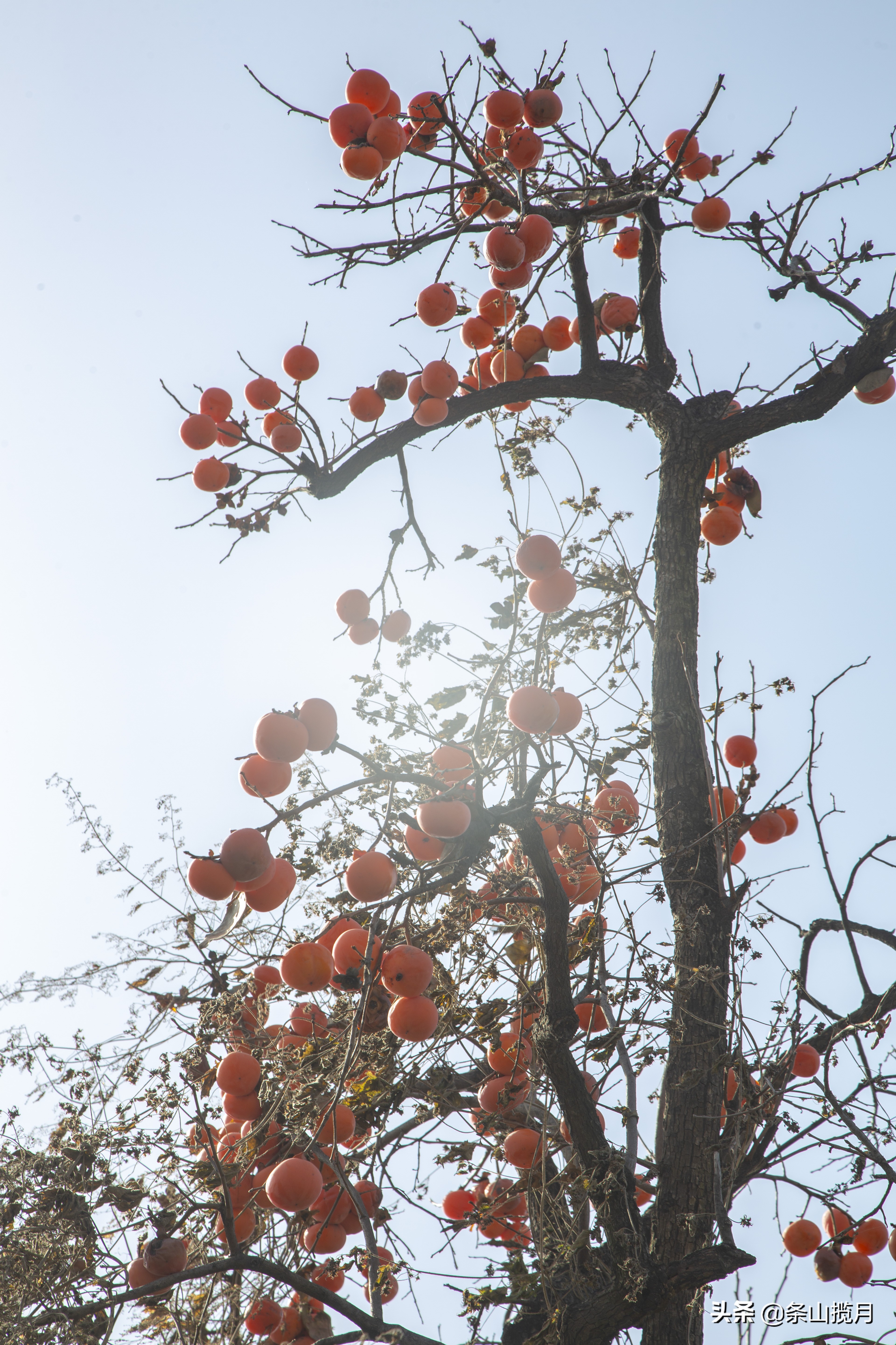 柿子红了记忆中的乡愁,柿子红了的乡愁文案
