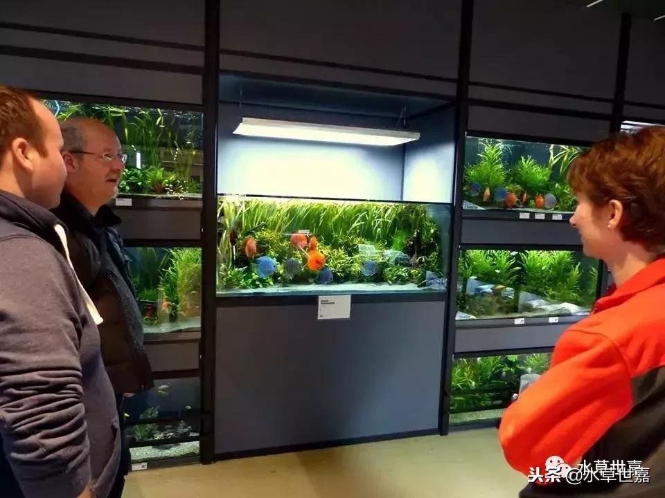 七彩神仙鱼水族箱布景,七彩神仙鱼苗繁殖技术