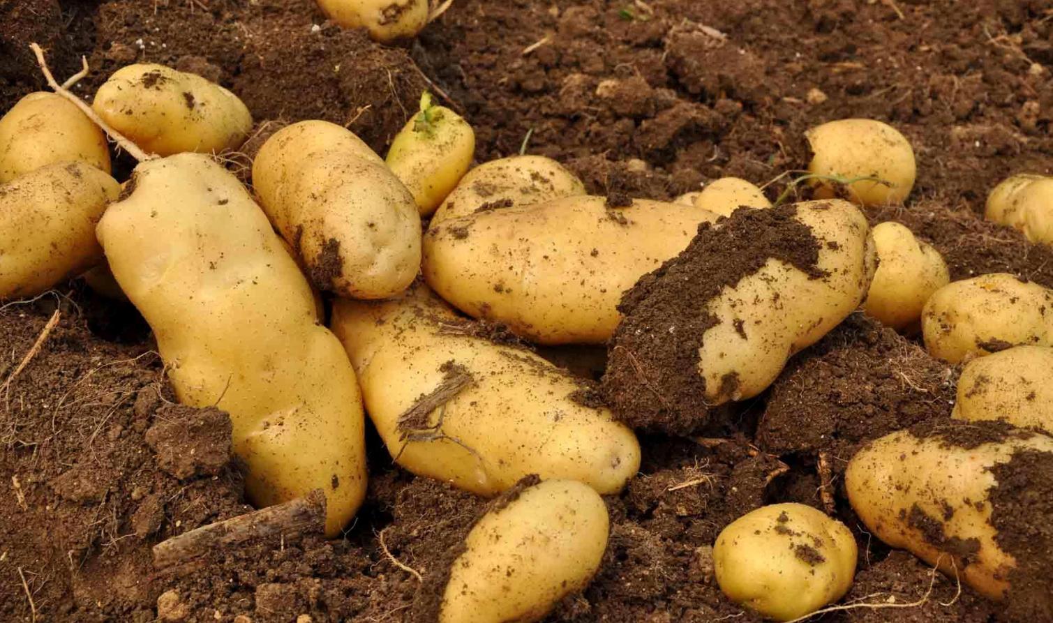 葛根在哪些国家泛滥成灾,在美国泛滥成灾的葛根