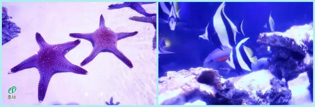 罗源湾海洋世界鲨鱼,汕头水母海洋世界图片