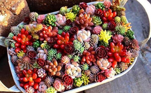 多肉褪色了怎么办,多肉褪色是什么问题