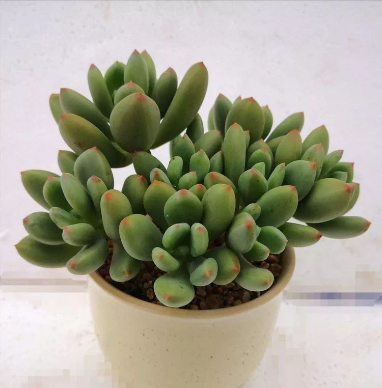 最美的20种多肉,15种最美的多肉