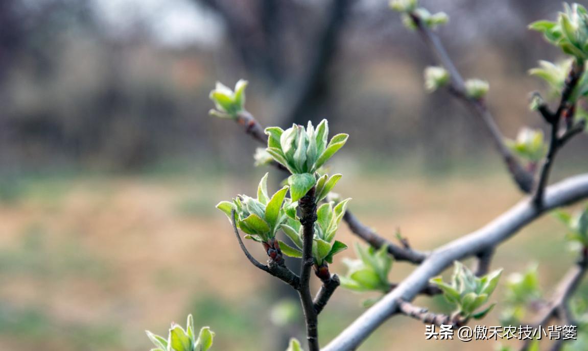 果树不能浇水的原因,果树出花芽可以浇水吗