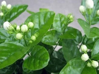 茉莉花盆栽花肥,茉莉花用什么肥可以长根