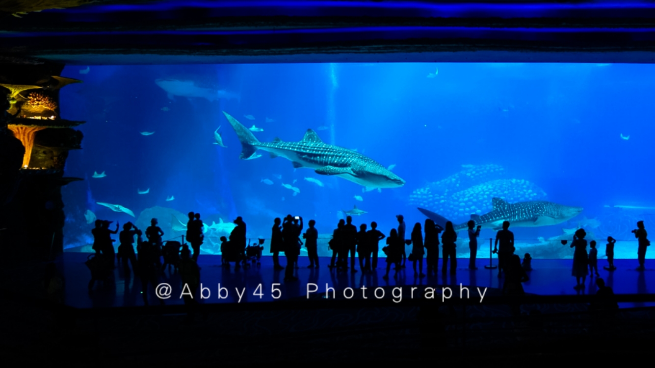 国内值得去的海洋世界,令人惊艳的海洋世界