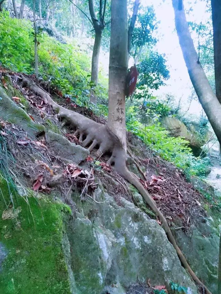 平江碧龙峡景区值得去玩吗,平江碧龙峡全长多少公里