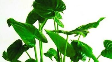 滴水莲放什么肥料,滴水莲施什么肥