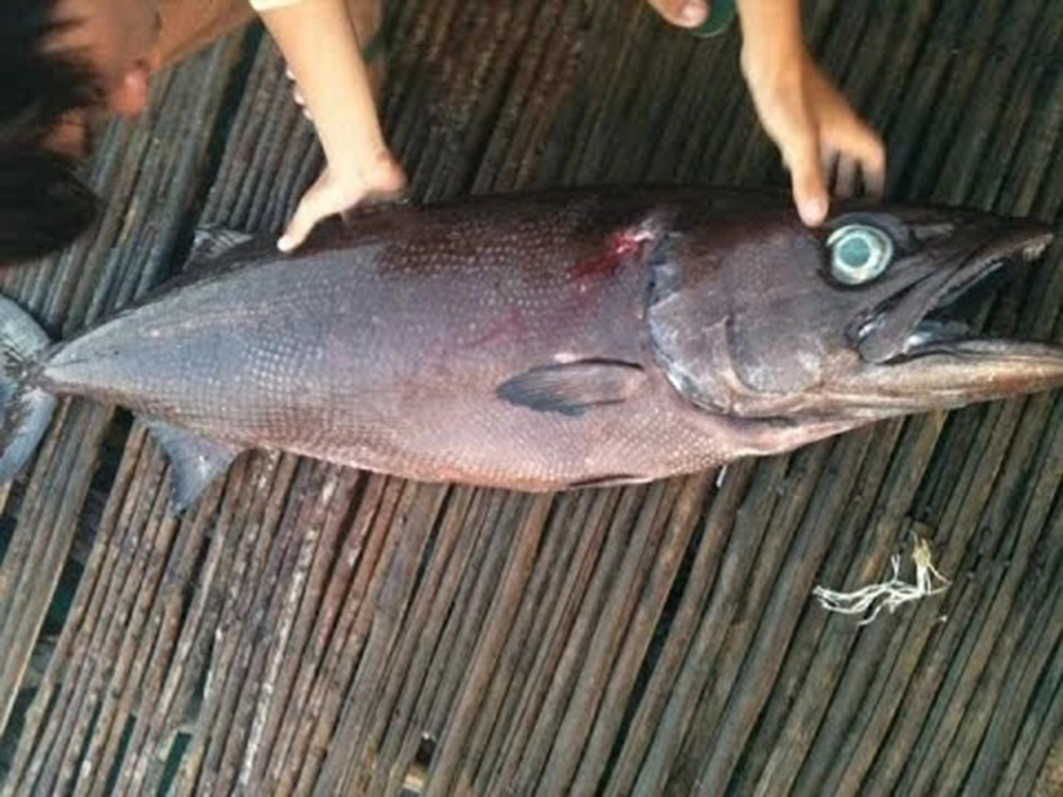 名不虚传的费裤衩鱼，吃完化身喷油射手，香滑口感带来尴尬境遇