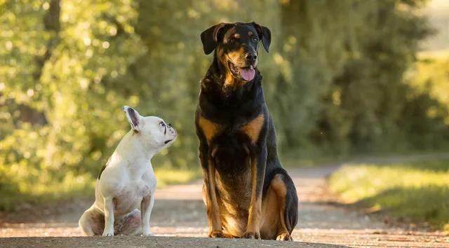 怎么训练狗狗拒绝别人喂食,狗狗对其他狗低吼怎么训