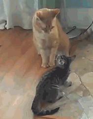 家里的猫咪调皮没规矩，主人该如何才能让它变得乖巧起来？