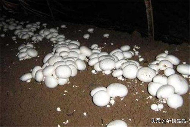 双孢菇种植方法和技术,双孢菇栽培技术视频教程