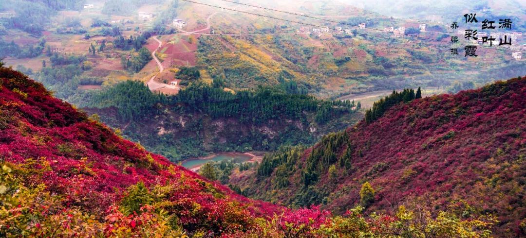 巫山红叶全攻略,巫山红叶2020