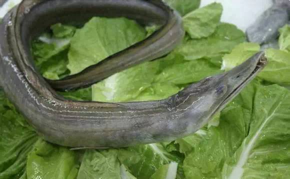 史上最全面的海鲜大咖,史上最全海鲜视频