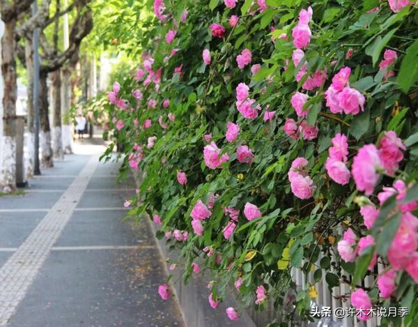 月季的养护方法和管理,月季的养护方法及注意事项