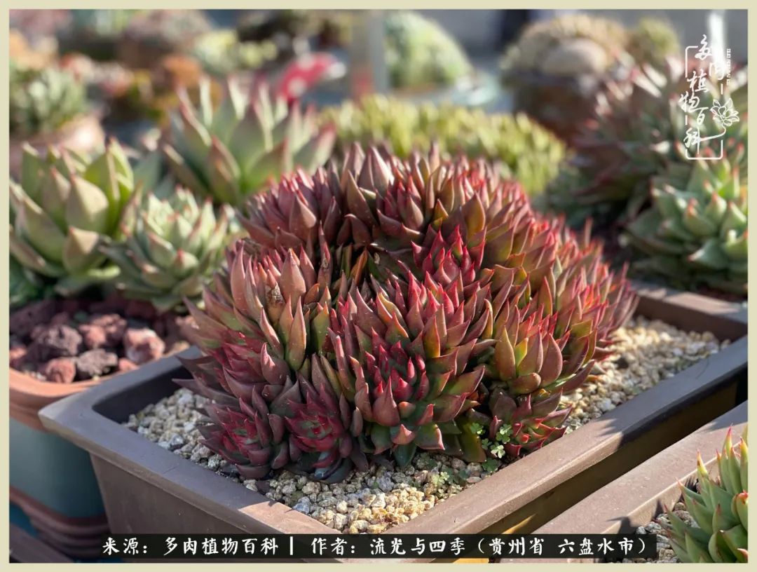 国庆假期你快乐吗？来，凉都美肉与你相伴一一小乌木的霸气东云