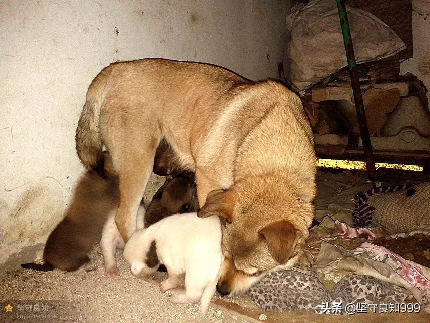 被遗弃的狗母子,被丢弃的母狗