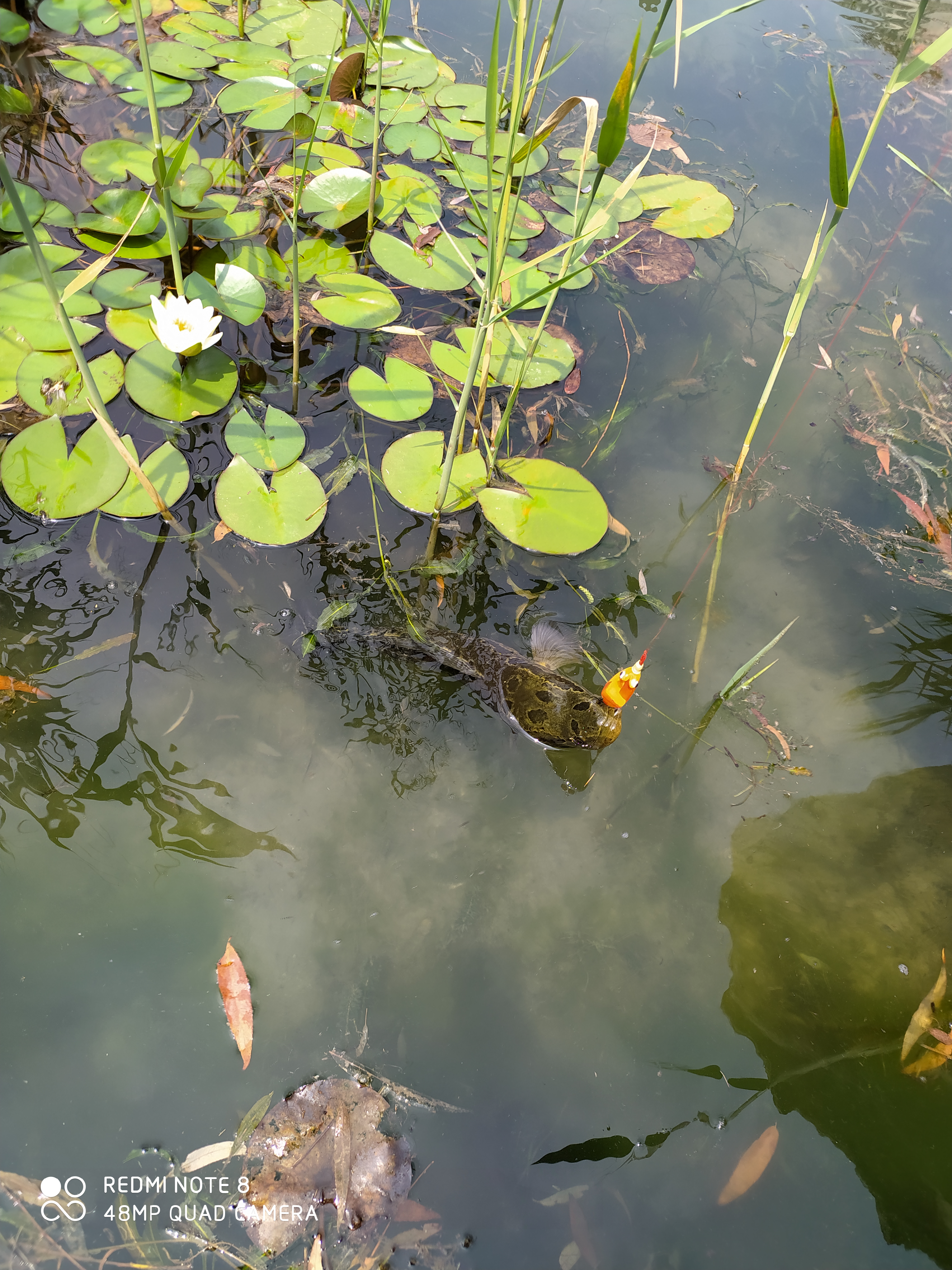 雷强控蛙手法教学,路亚钓黑鱼入门教程雷蛙系法