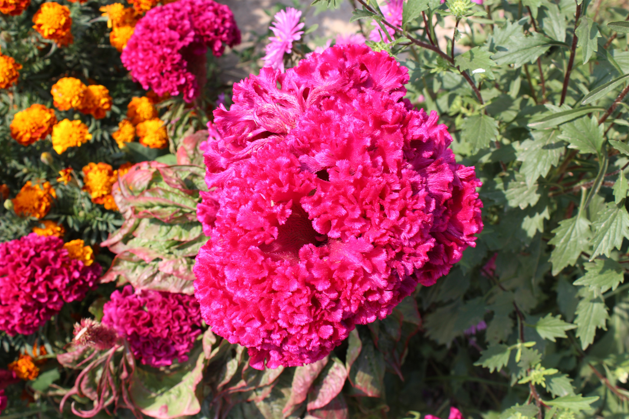 中药科普之车前子,中药科普之委陵菜与翻白草