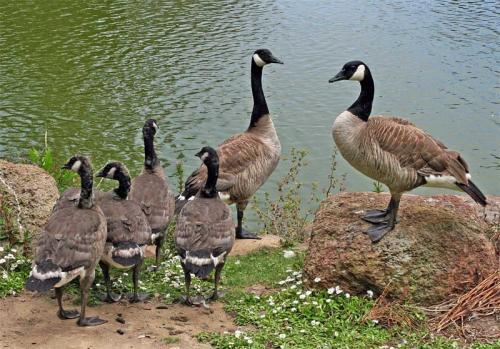大雁的养殖前景浅谈,大雁养殖利润与前景
