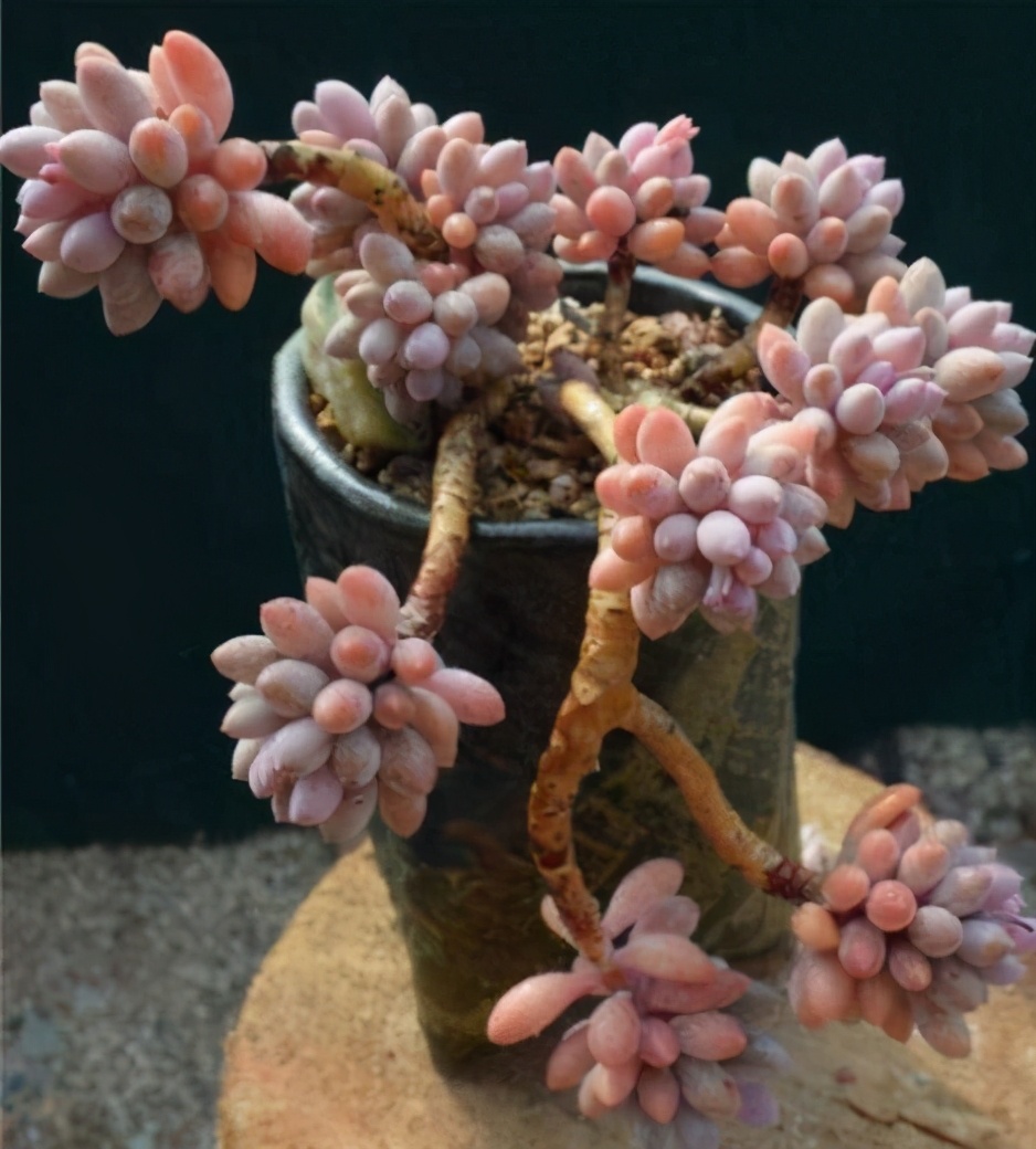 超全多肉术语42种多肉入门术语图文详解让你一文搞懂多肉术语