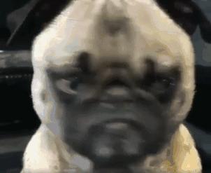 如果遇见狗要咬你该怎么办,如果遇到狗咬人怎么办