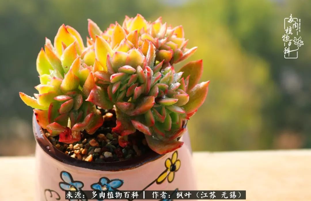 多肉与生命感悟,多肉时光