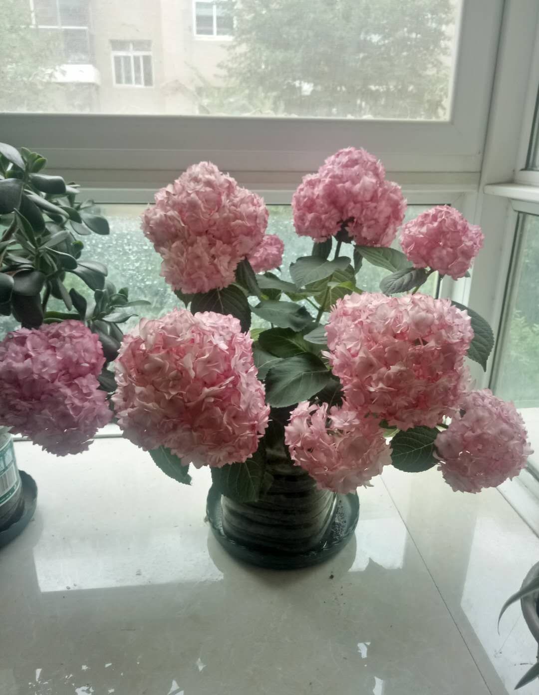 阳台美丽绣球花,阳台花卉球根花卉