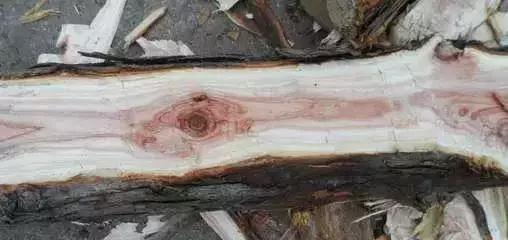 柴木是什么树种,柴木是什么