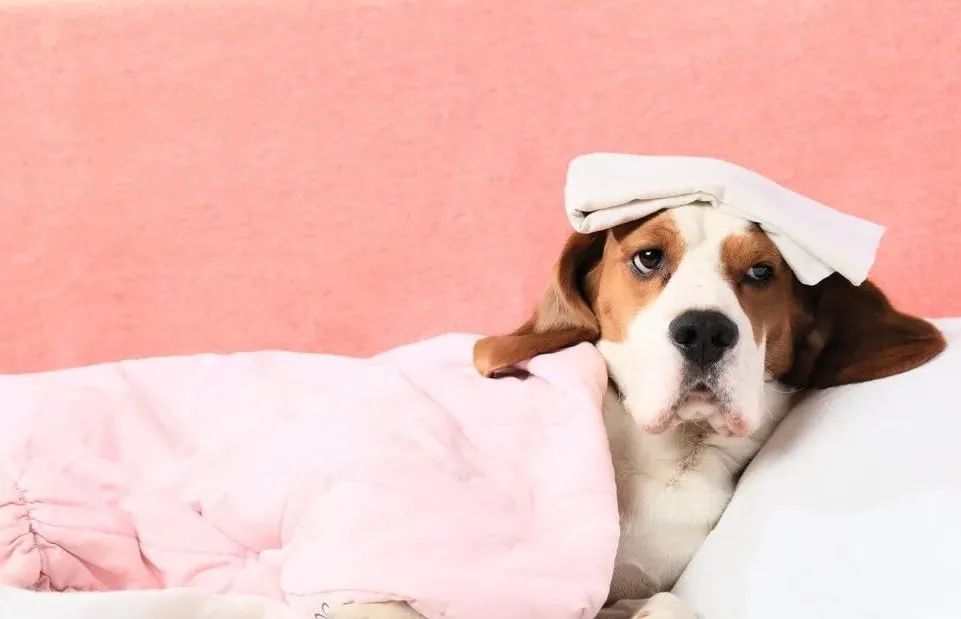 犬瘟狗口吐白沫,狗狗犬瘟初期抽搐视频