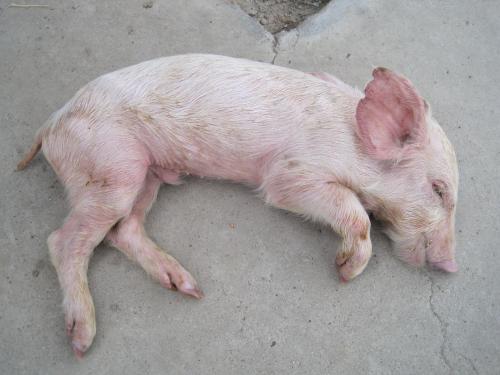 小猪拉稀是不是多喝水就不会脱水,小猪严重拉稀脱水不吃食用什么药