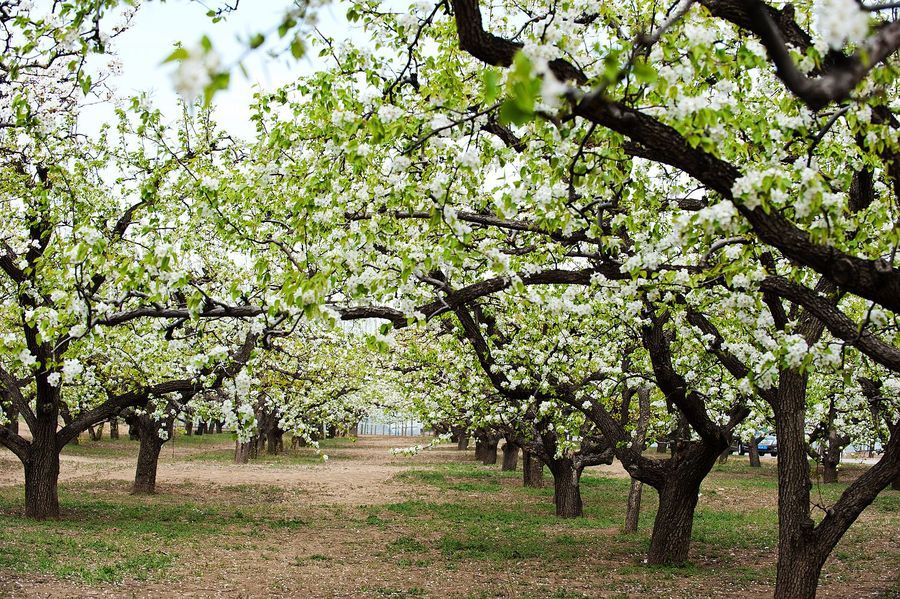 闲看庭前花开花落全诗,闲听花开花落整首诗