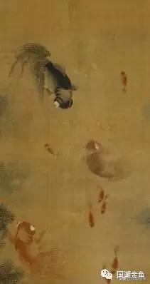 恭祝新春，过年家中养它——中国的“吉祥物”！寓意金玉满堂