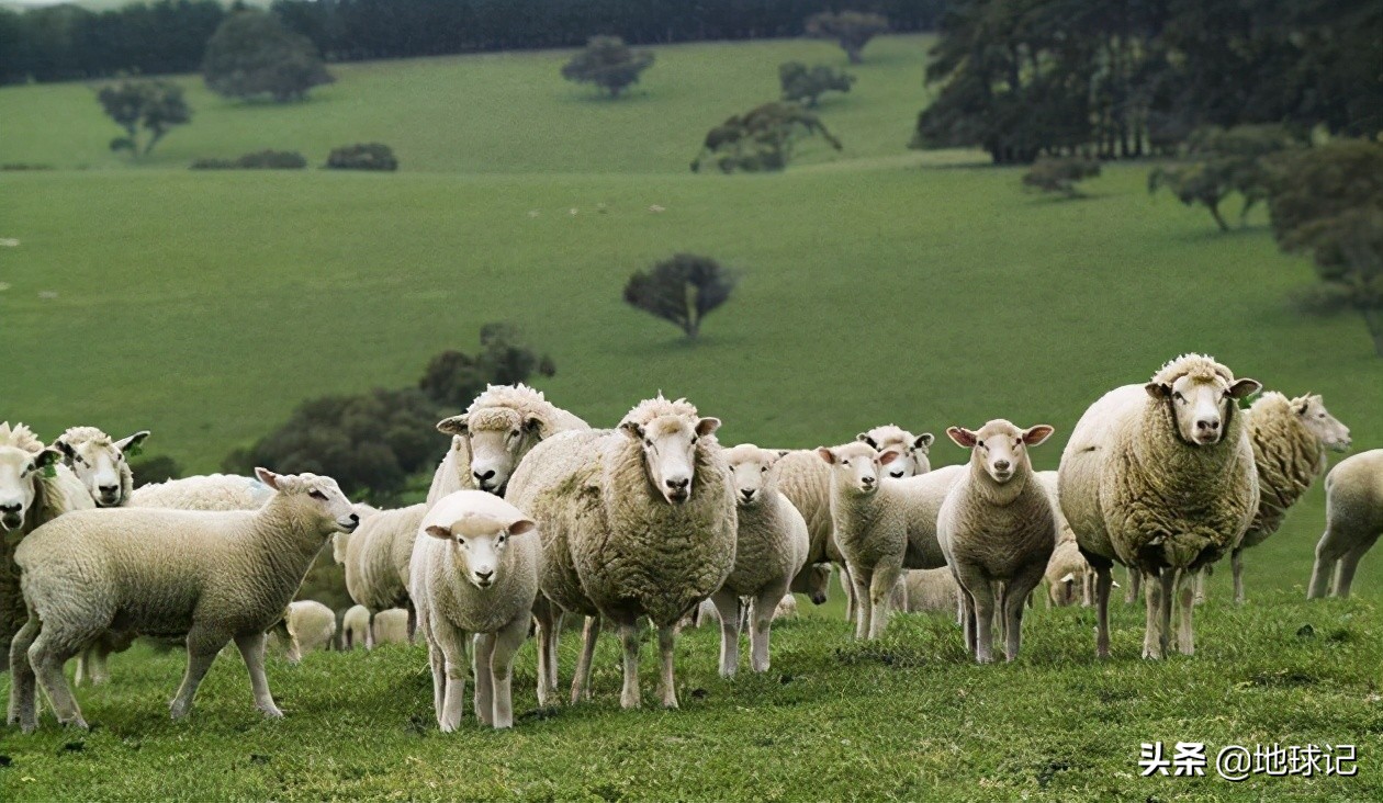 澳大利亚和兔子的五次战争,澳大利亚兔子大战是怎么回事