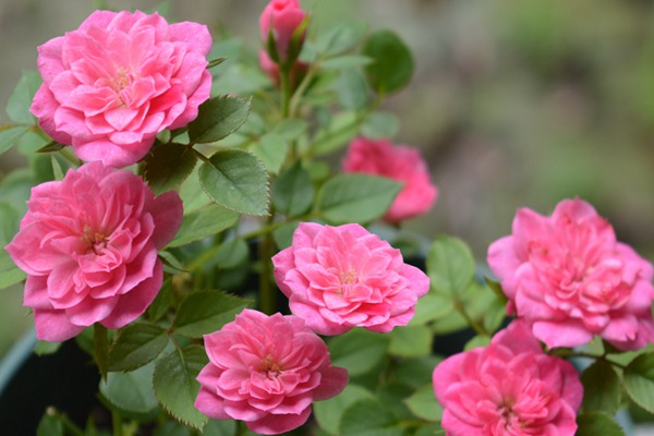 微月“恋人印记”花色非常的多变，一株花上同时出现多种花色